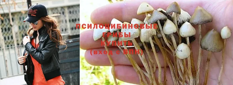 Галлюциногенные грибы Psilocybine cubensis  дарк нет формула  Заречный 